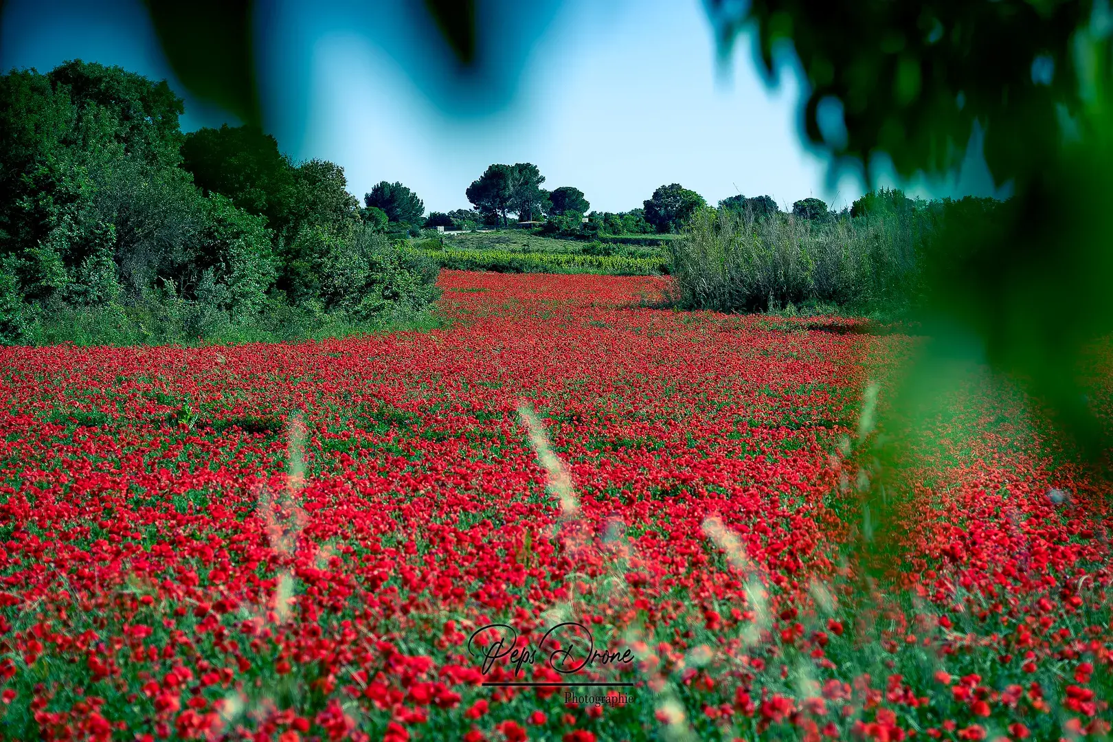 Champ de coquelicots près de Béziers