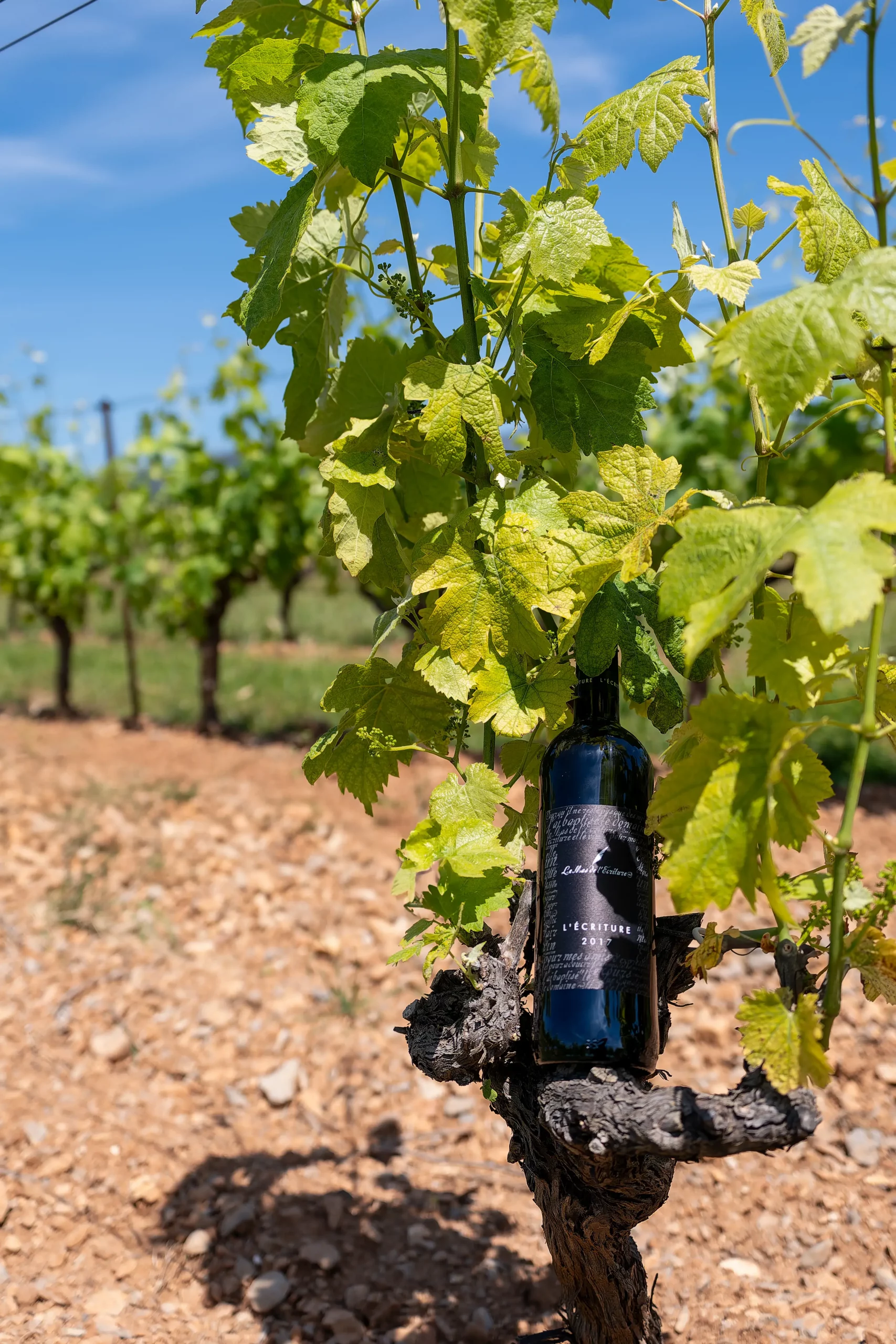 Bouteilles de vin mises en valeur sur une table du Mas de l’Écriture