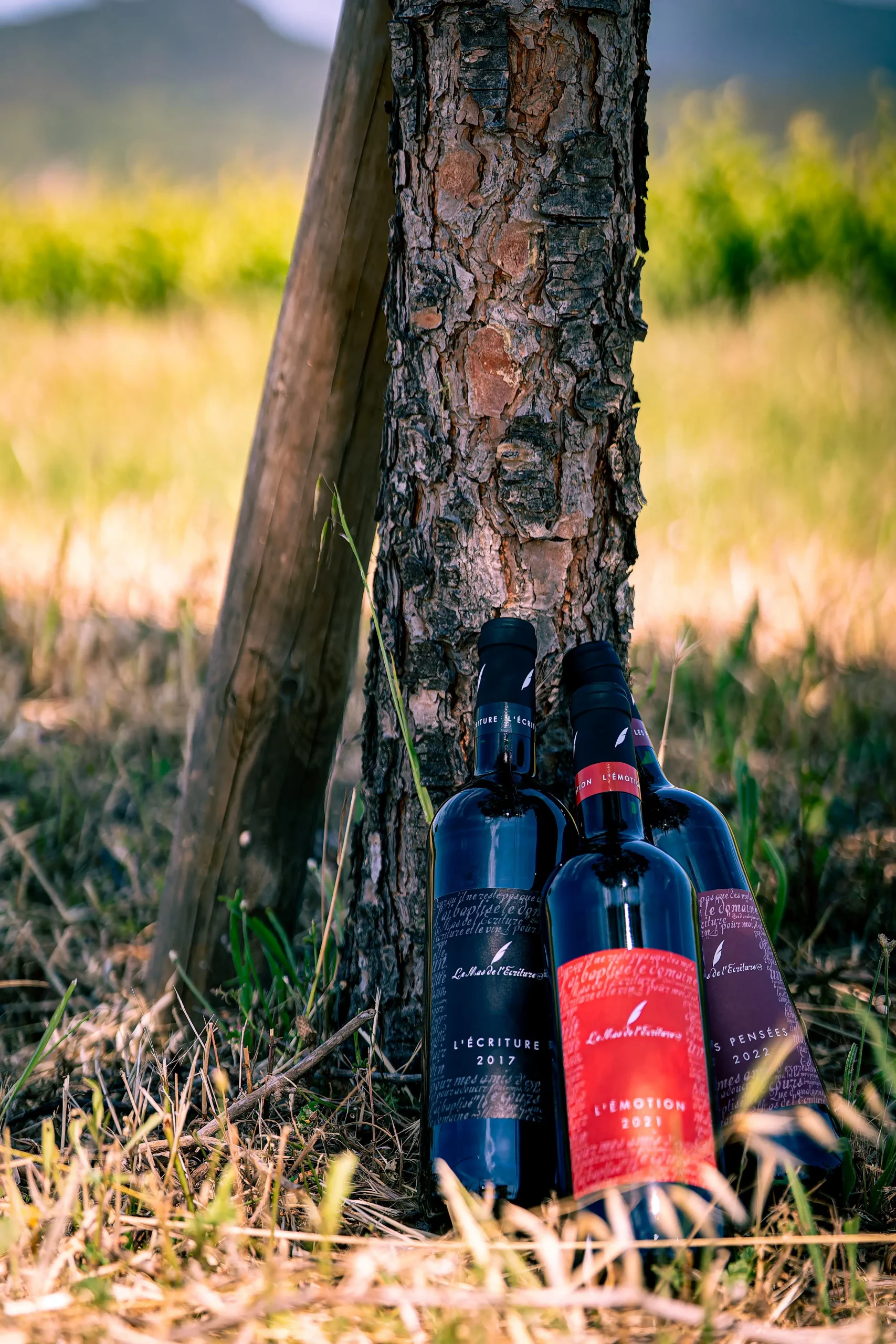 Bouteilles de vins dans un chai