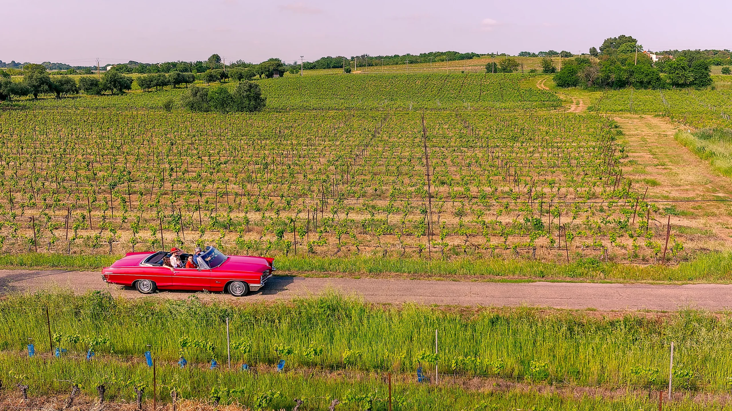 Voiture de collection circulant au milieu des vignes pendant un mariage près de Béziers